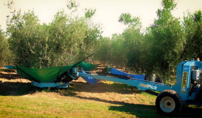 Raccolta Olive In Maremma | Con Macchina Spedo Fruipick